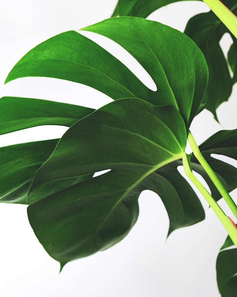 Monstera leaves on a light background